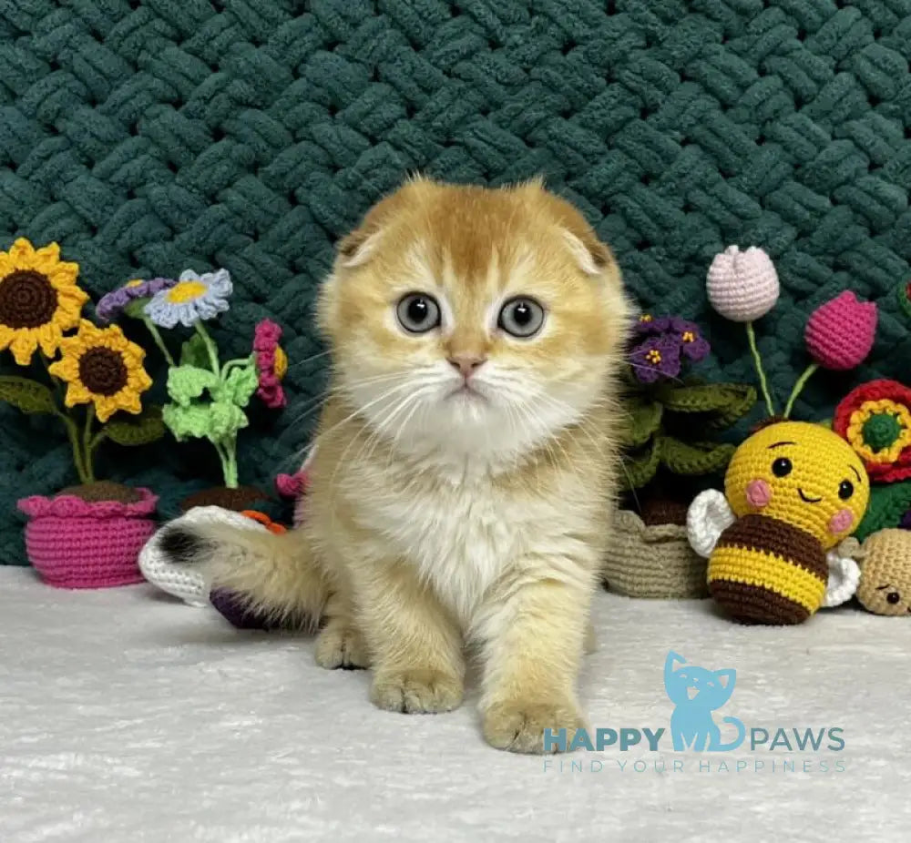 Watson Scottish Fold male black golden chinchilla live animals