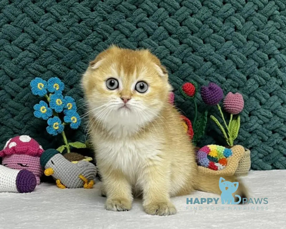 Watson Scottish Fold male black golden chinchilla live animals