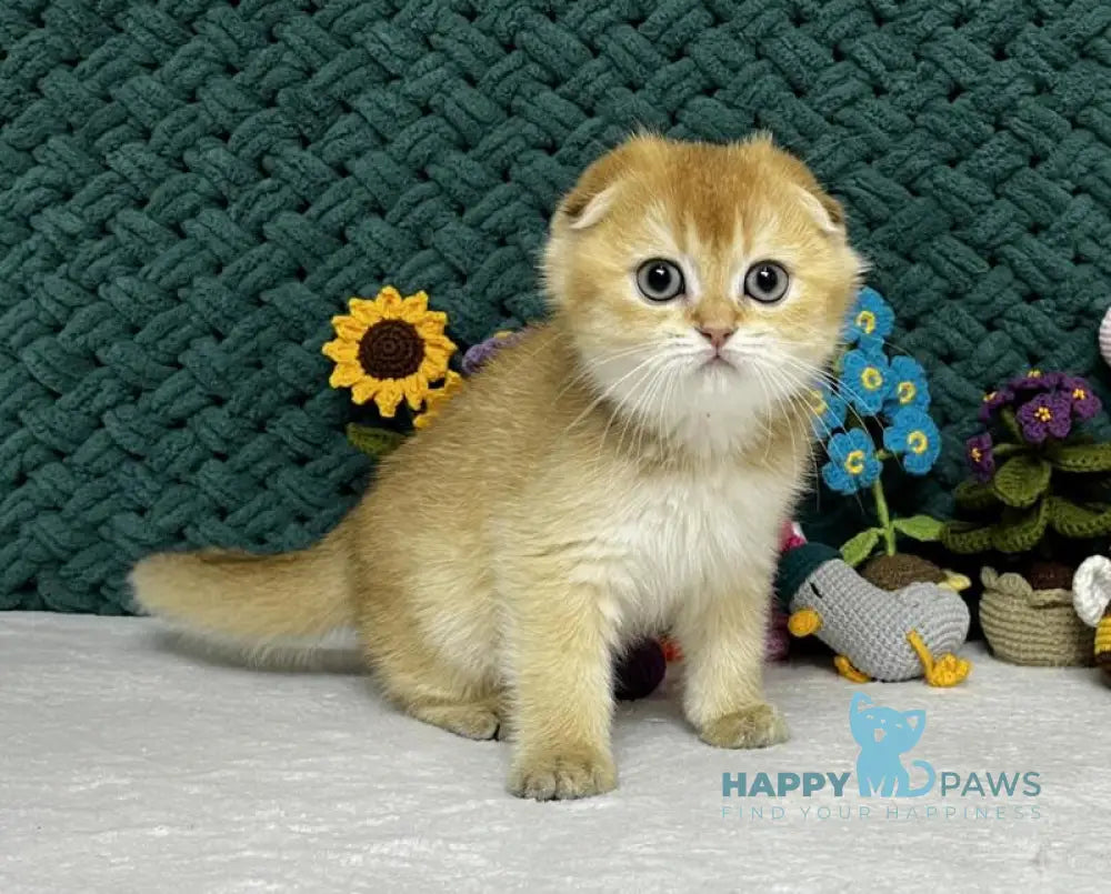 Watson Scottish Fold male black golden chinchilla live animals