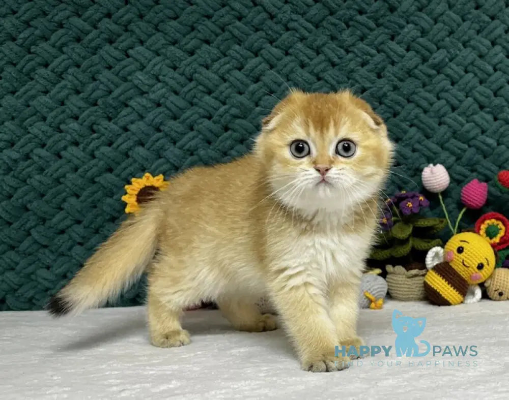 Watson Scottish Fold male black golden chinchilla live animals