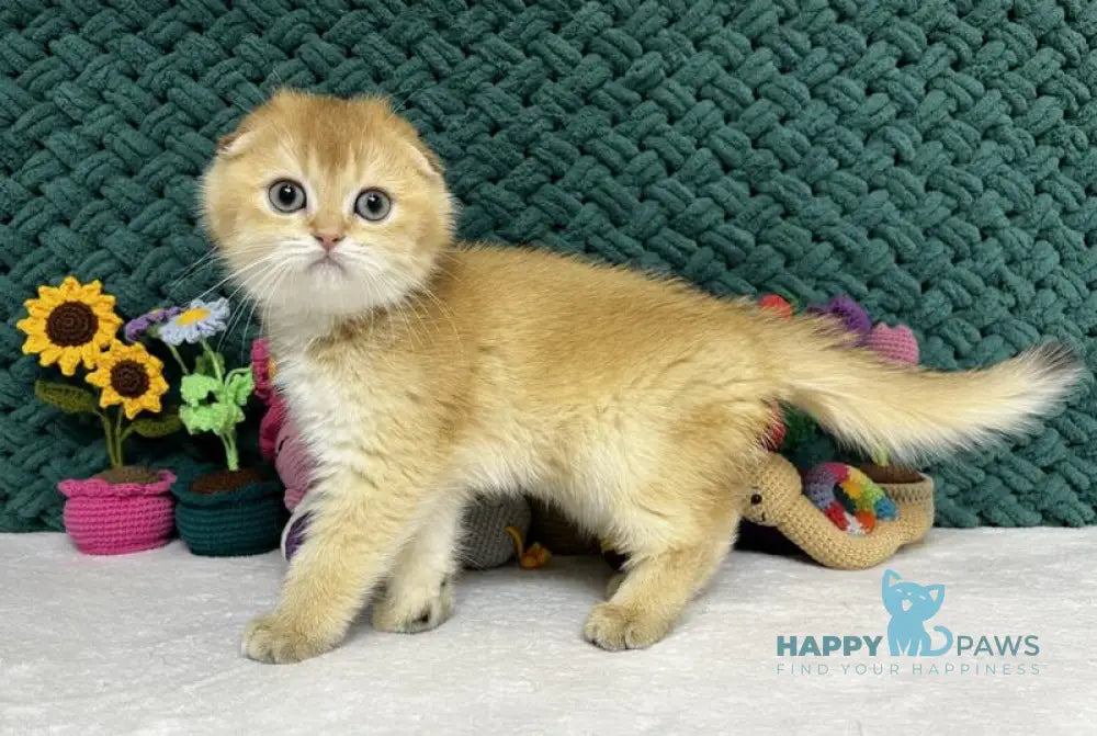 Watson Scottish Fold male black golden chinchilla live animals