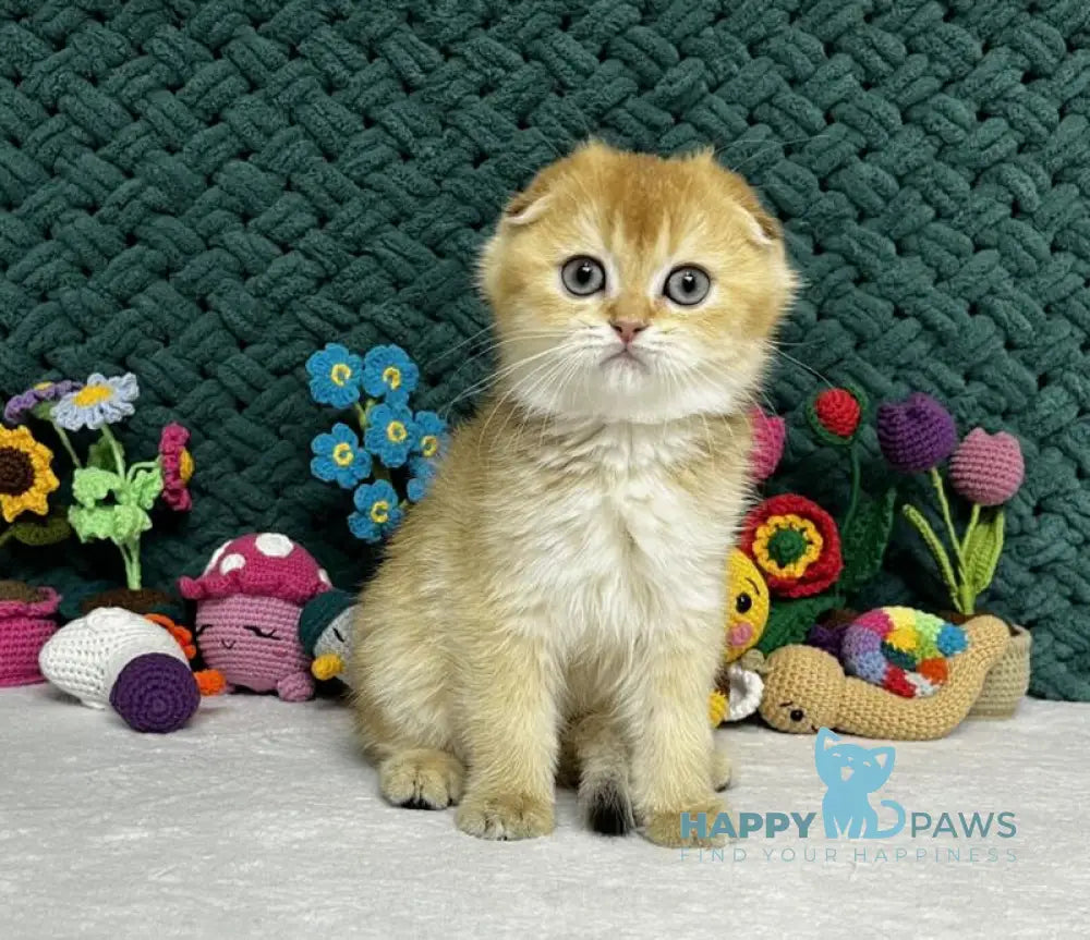 Watson Scottish Fold male black golden chinchilla live animals