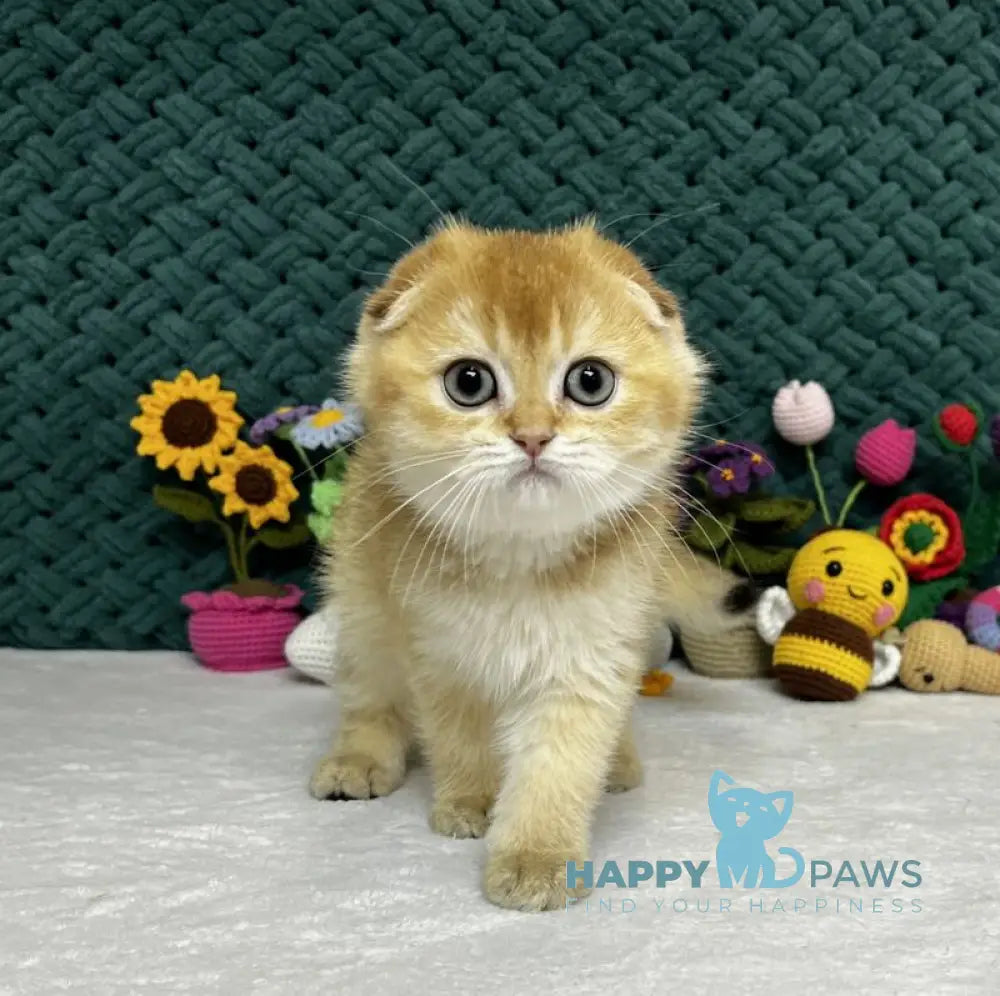 Watson Scottish Fold male black golden chinchilla live animals