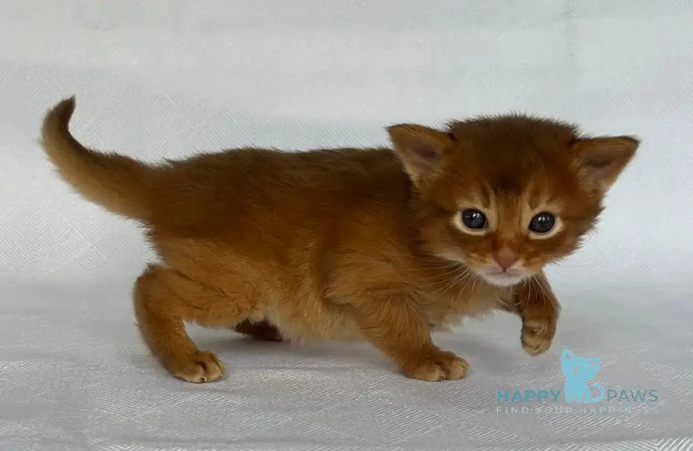 Watson Somali male sorrel live animals
