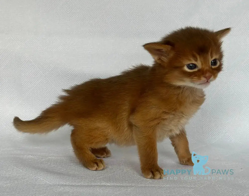 Watson Somali male sorrel live animals