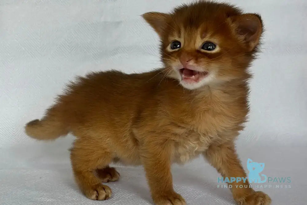 Watson Somali male sorrel live animals