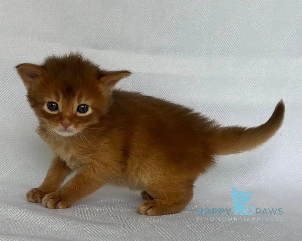Watson Somali male sorrel live animals