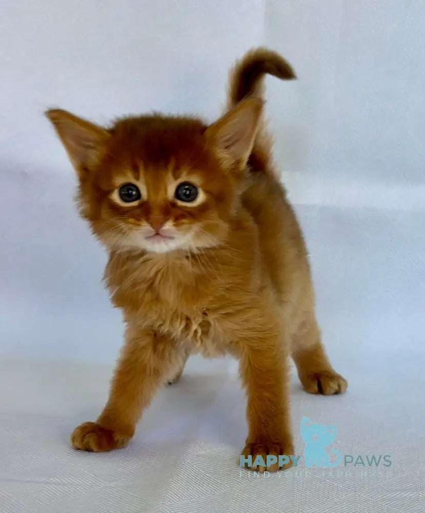Watson Somali male sorrel live animals