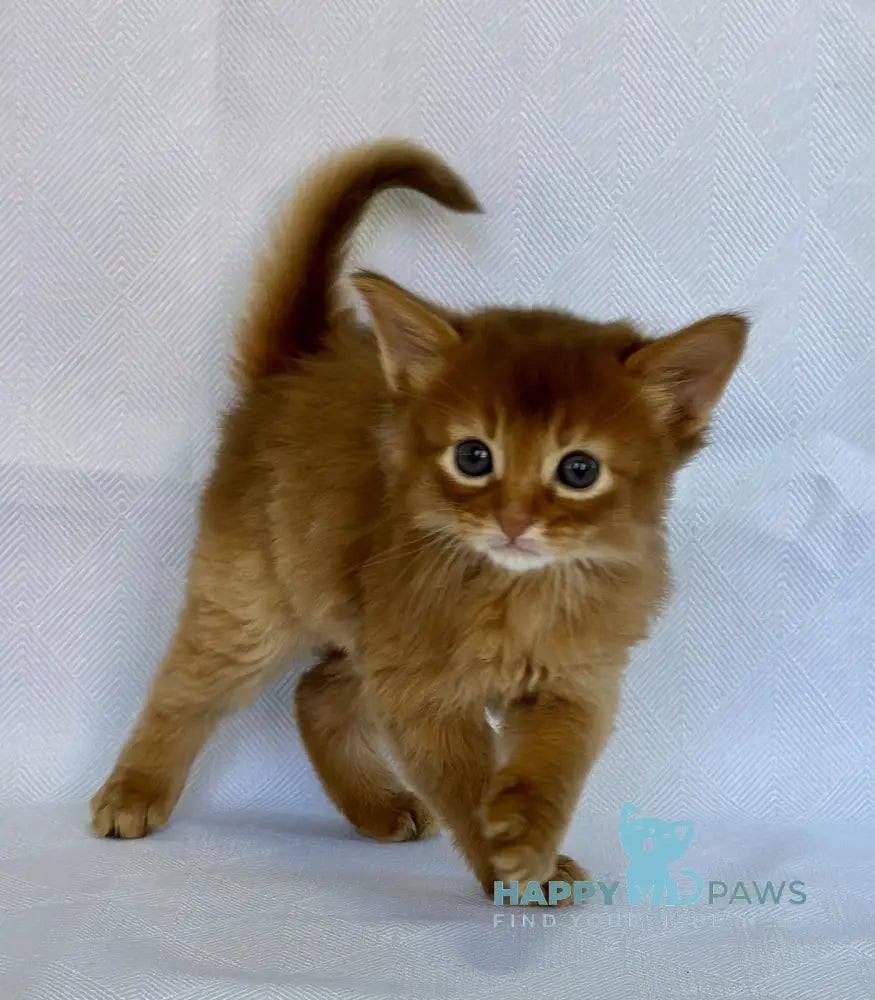 Watson Somali male sorrel live animals