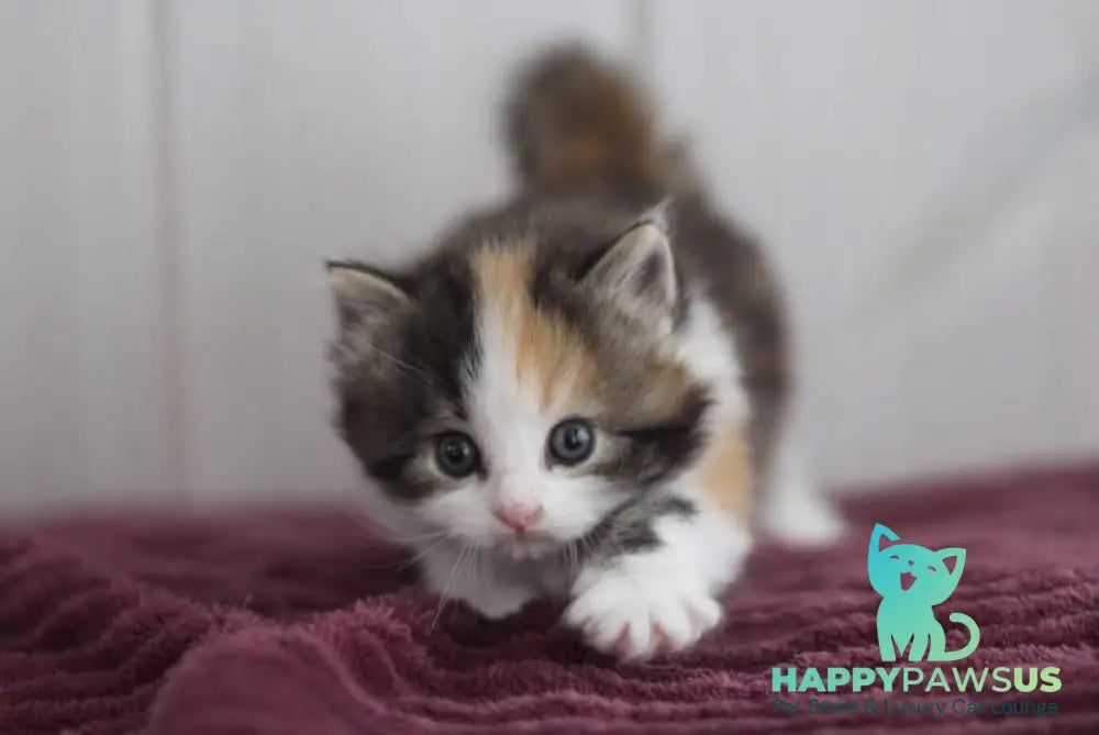 Wayleen Siberian female black tortie tabby bicolour live animals