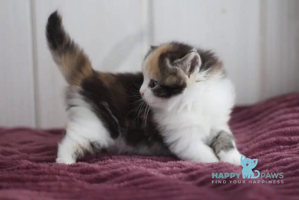 Wayleen Siberian female black tortie tabby bicolour live animals