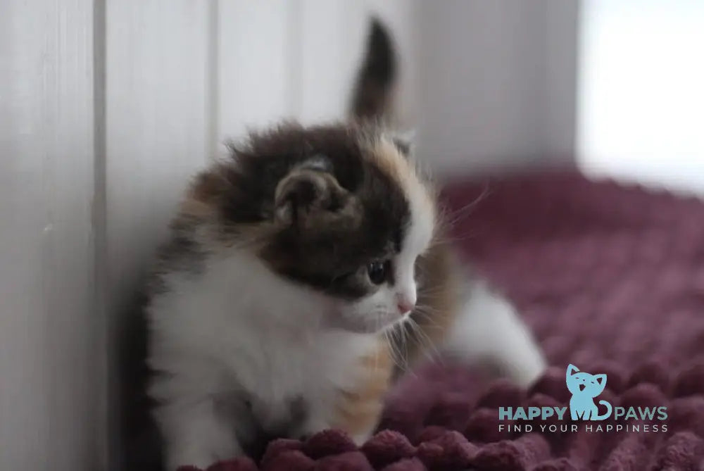 Wayleen Siberian female black tortie tabby bicolour live animals