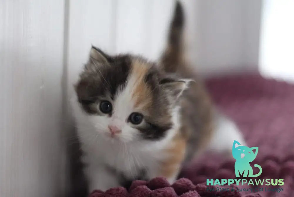 Wayleen Siberian female black tortie tabby bicolour live animals