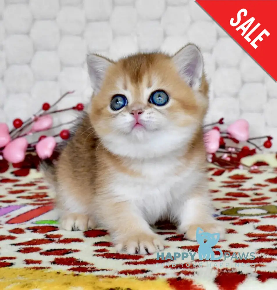 Wayllet British Shorthair female black golden shaded - live animals