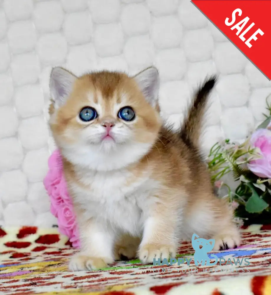 Wayllet British Shorthair female black golden shaded - live animals