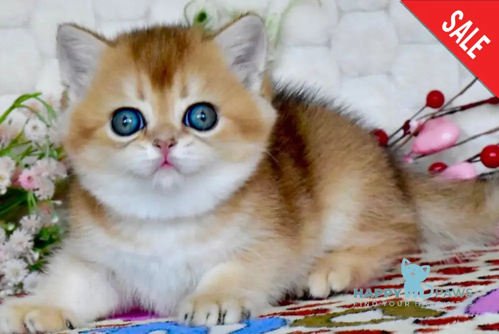 Wayllet British Shorthair female black golden shaded - live animals