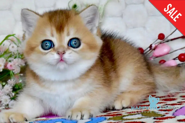 Wayllet British Shorthair female black golden shaded - live animals