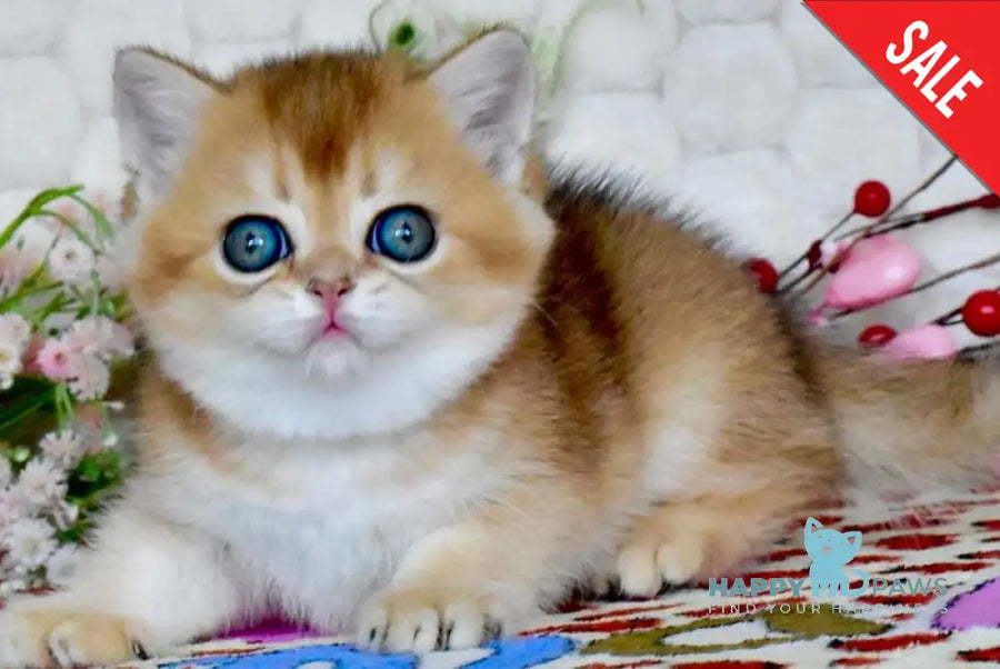 Wayllet British Shorthair female black golden shaded - live animals