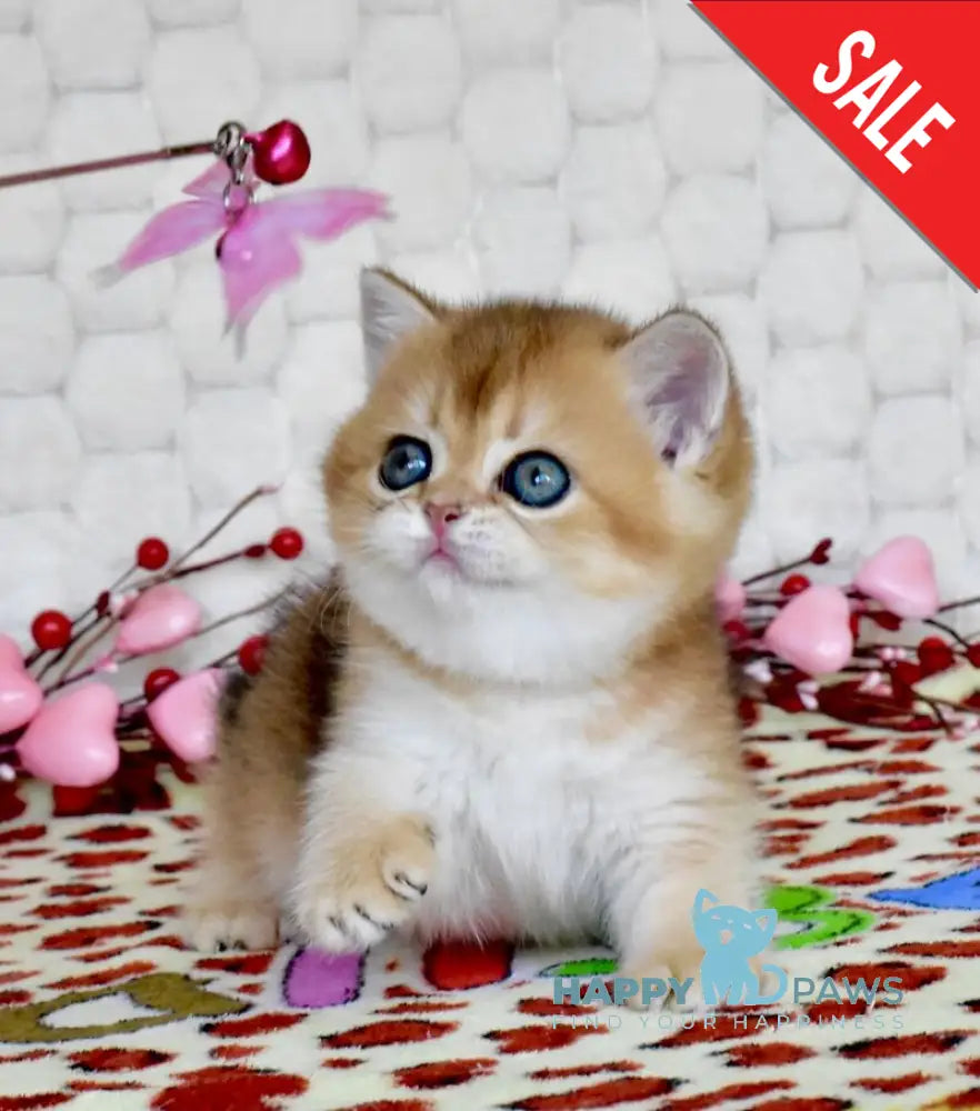 Wayllet British Shorthair female black golden shaded - live animals