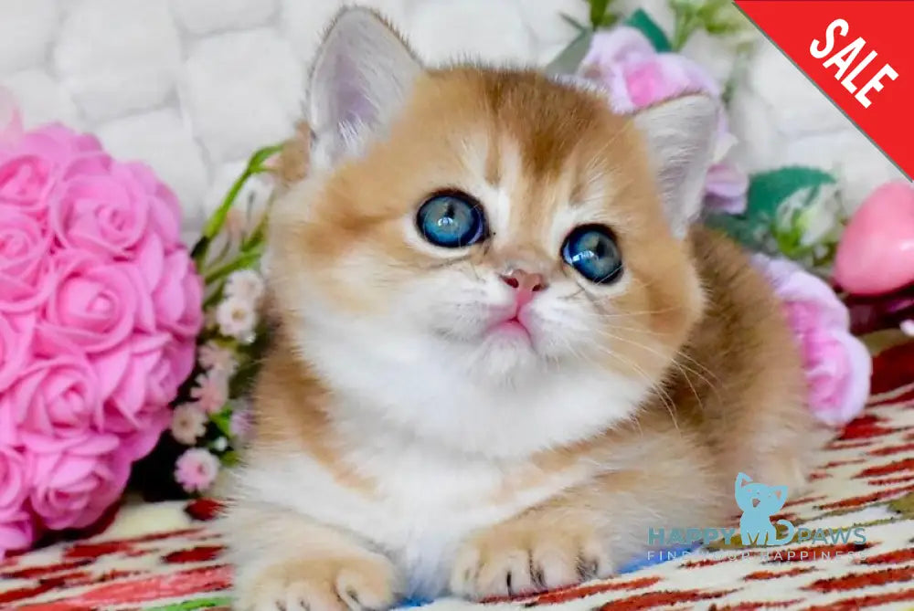 Wayllet British Shorthair female black golden shaded - live animals