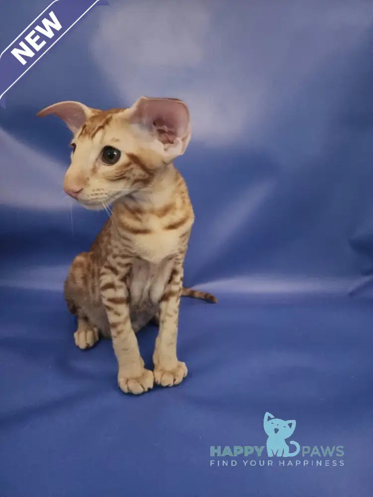Wayne Oriental Shorthair male red spotted tabby live animals