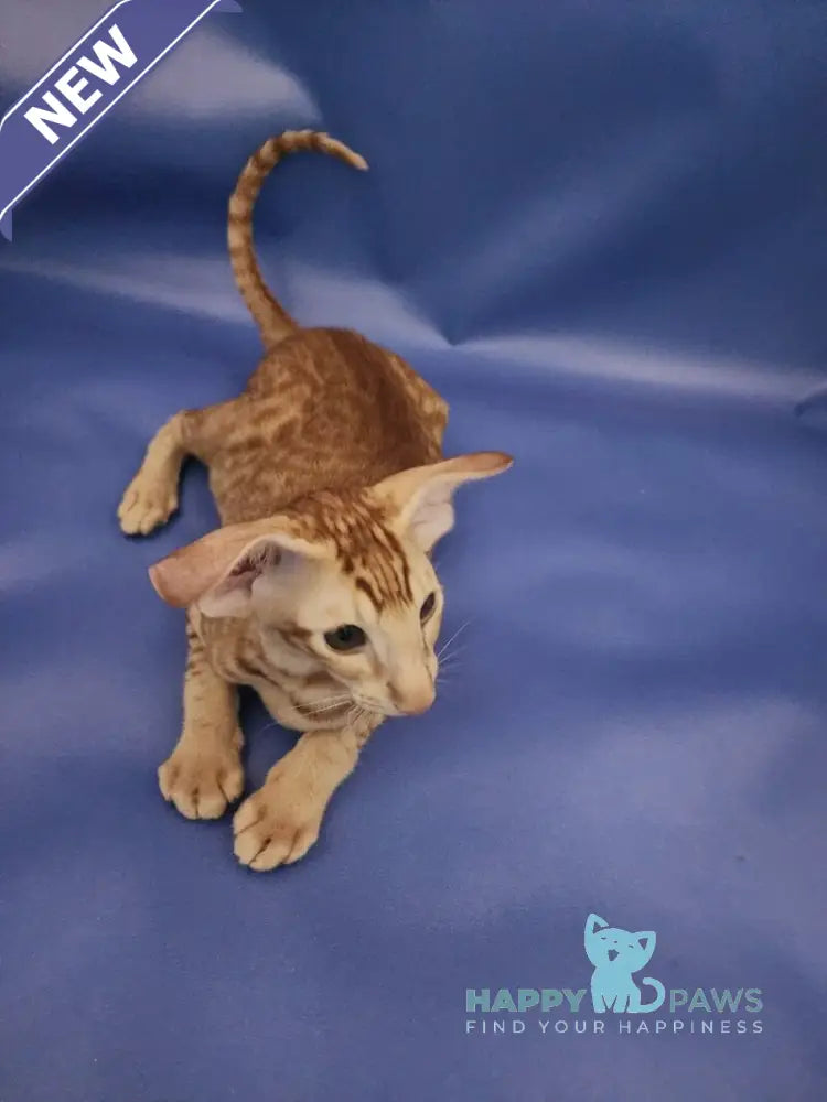 Wayne Oriental Shorthair male red spotted tabby live animals