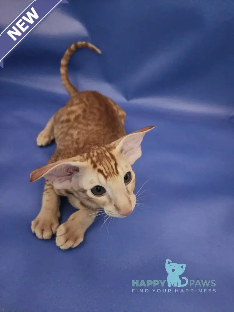 Wayne Oriental Shorthair male red spotted tabby live animals