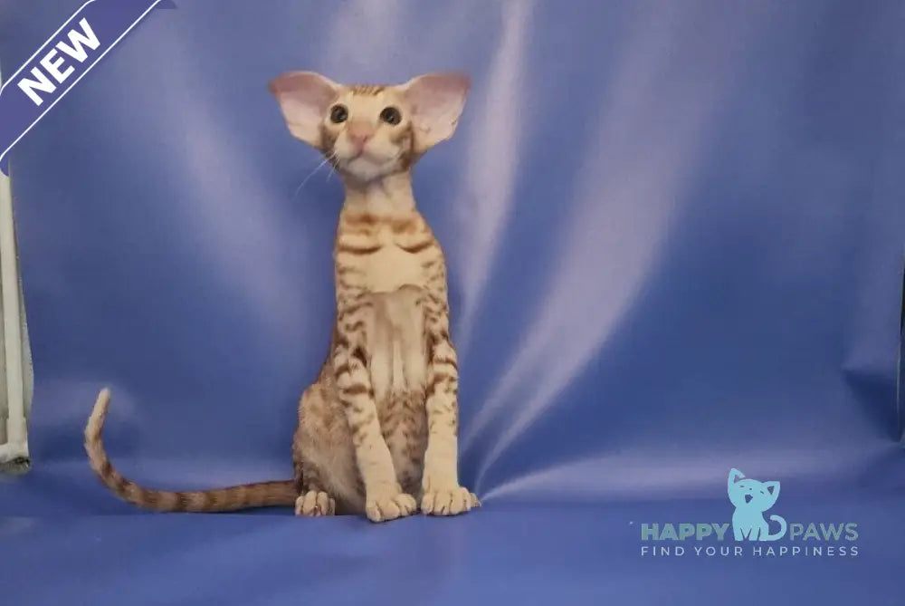 Wayne Oriental Shorthair male red spotted tabby live animals