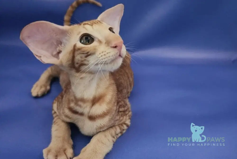 Wayne Oriental Shorthair male red spotted tabby live animals