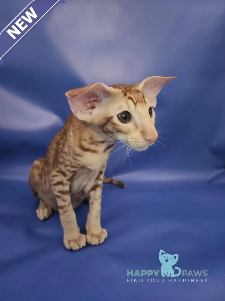 Wayne Oriental Shorthair male red spotted tabby live animals