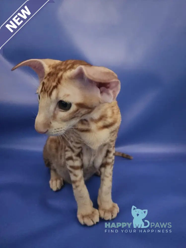 Wayne Oriental Shorthair male red spotted tabby live animals