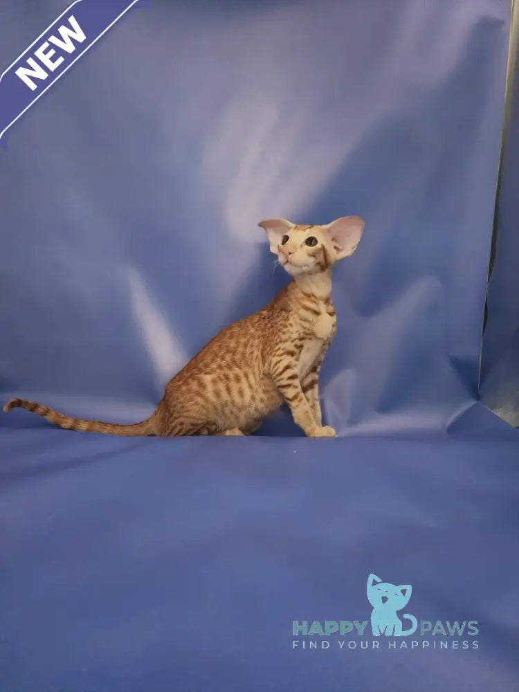 Wayne Oriental Shorthair male red spotted tabby live animals