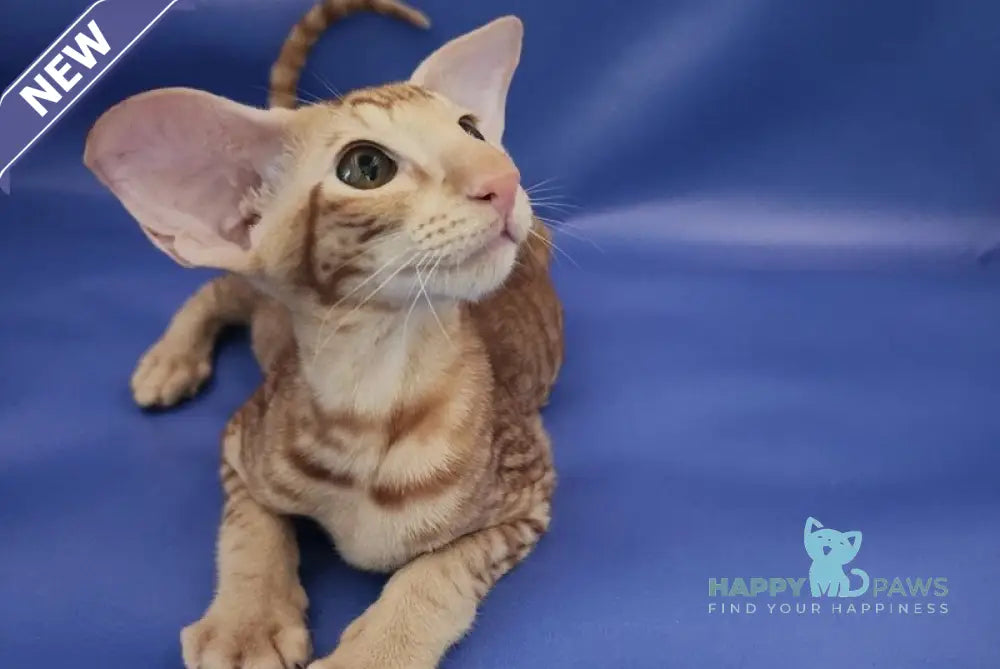 Wayne Oriental Shorthair male red spotted tabby live animals