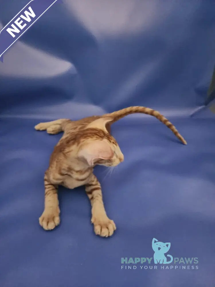 Wayne Oriental Shorthair male red spotted tabby live animals