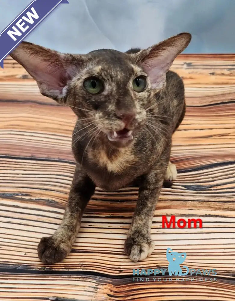 Wayne Oriental Shorthair male red spotted tabby live animals