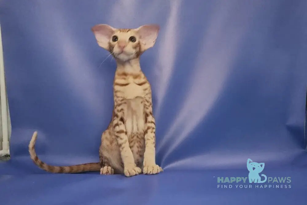 Wayne Oriental Shorthair male red spotted tabby live animals
