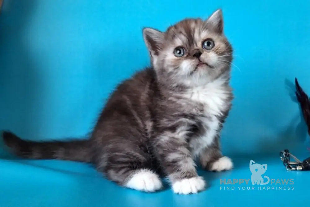 Wealthy Scottish Straight male black silver white live animals