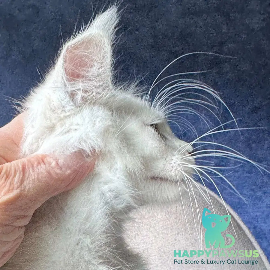 Webb Maine Coon male black silver shaded - live animals