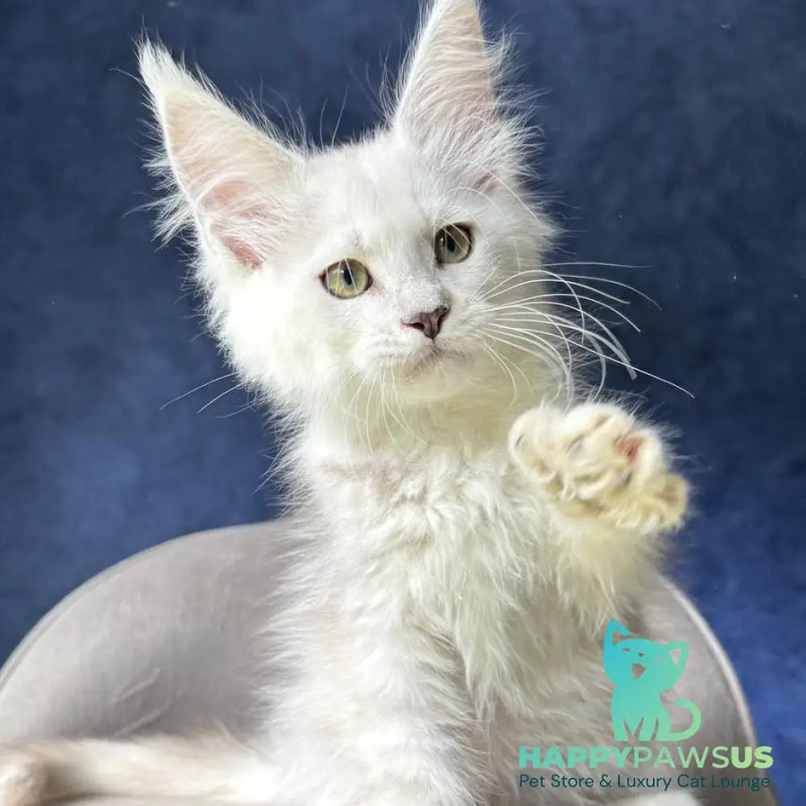 Webb Maine Coon male black silver shaded - live animals