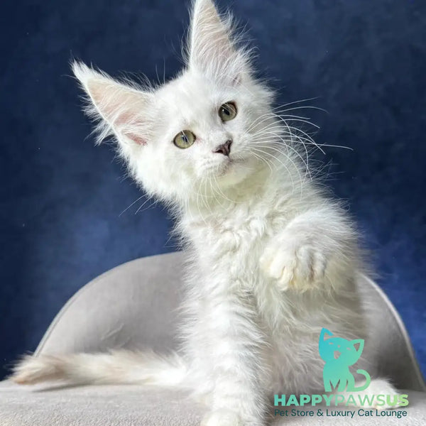 Webb Maine Coon male black silver shaded - live animals