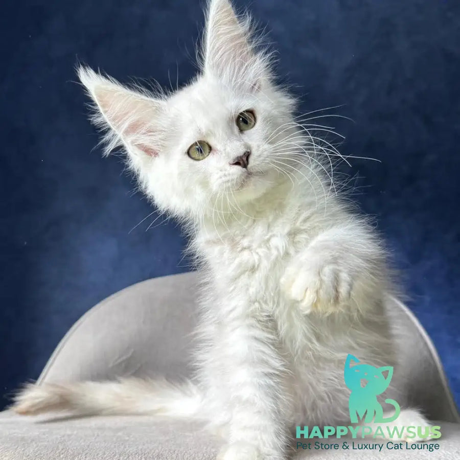 Webb Maine Coon male black silver shaded - live animals