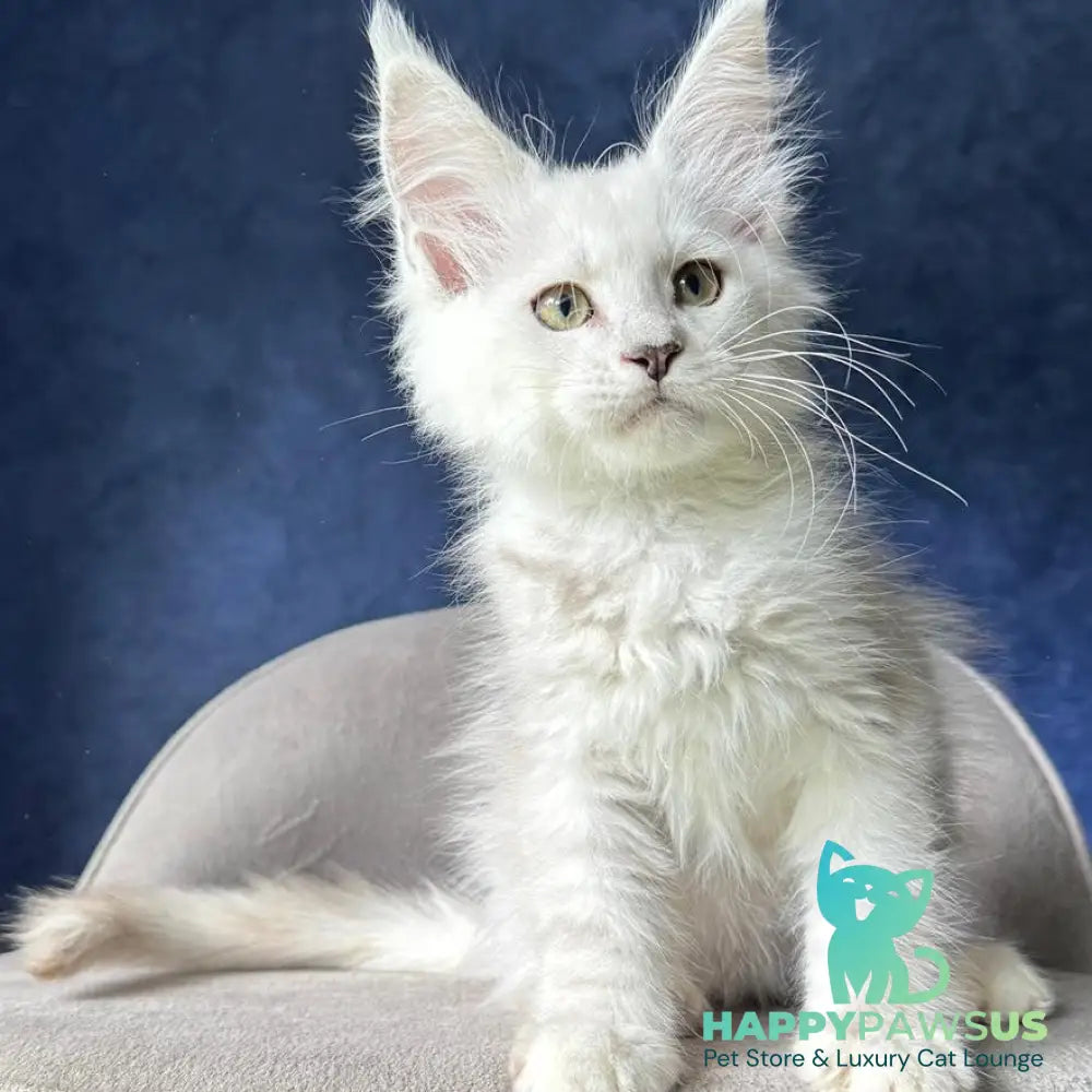 Webb Maine Coon male black silver shaded - live animals