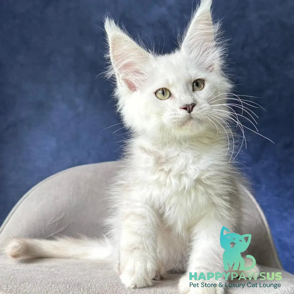Webb Maine Coon male black silver shaded - live animals