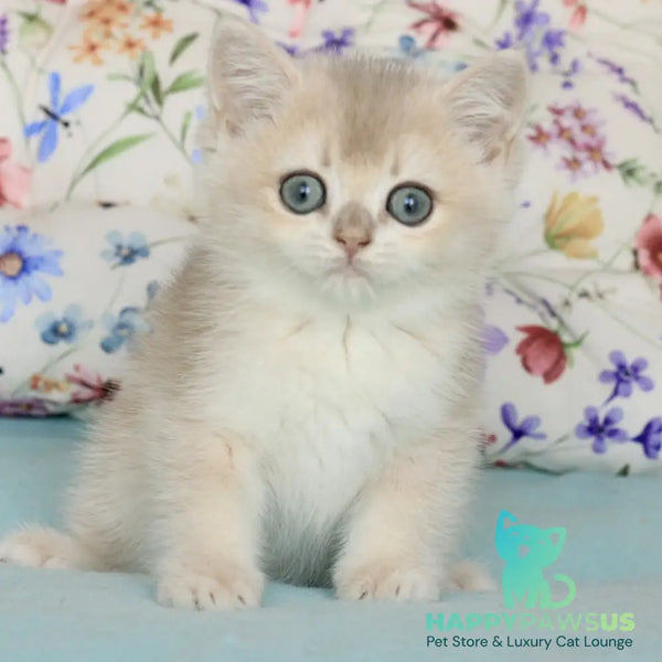 Webster British Shorthair male blue golden chinchilla - live animals