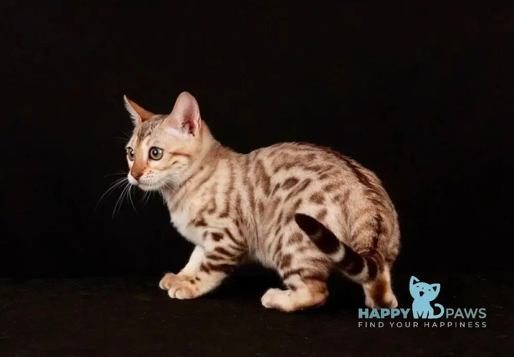 Wednesday Bengal female black spotted tabby pointed live animals