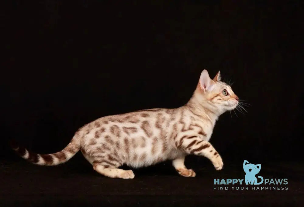 Wednesday Bengal female black spotted tabby pointed live animals