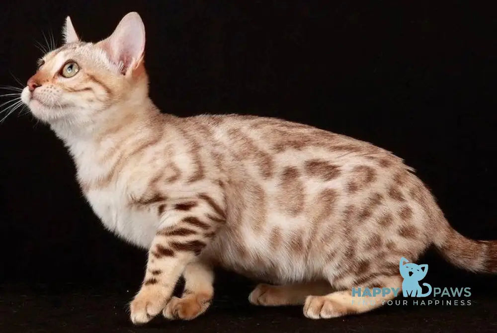 Wednesday Bengal female black spotted tabby pointed live animals