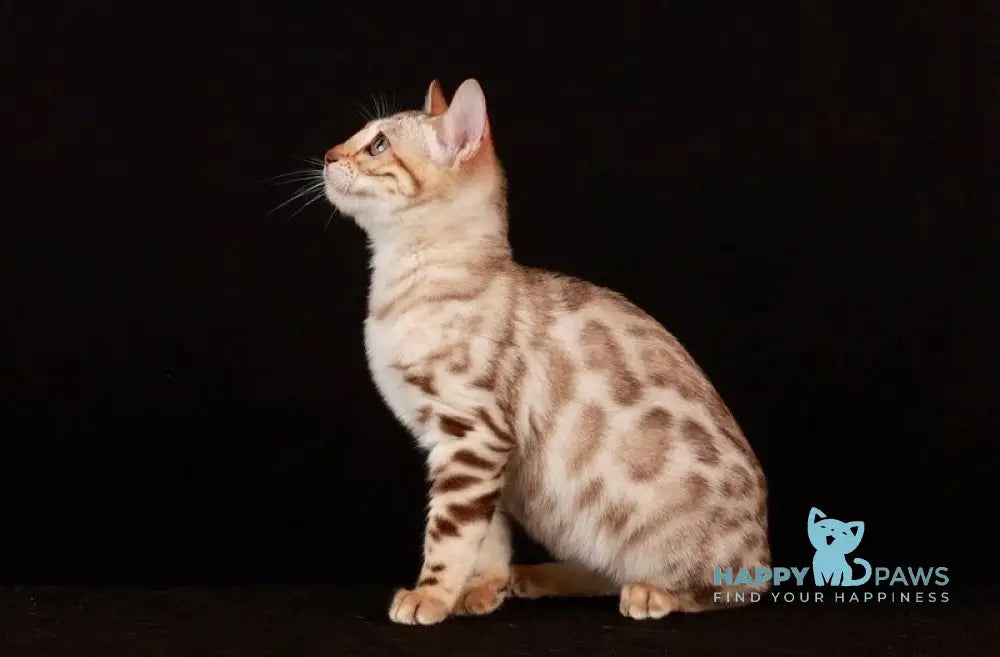 Wednesday Bengal female black spotted tabby pointed live animals