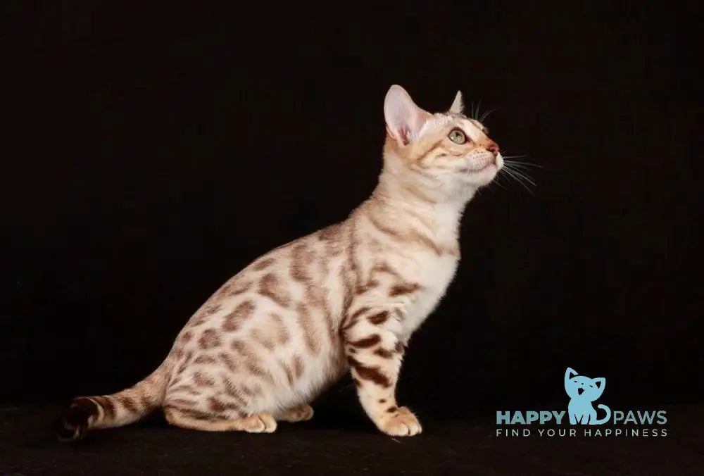 Wednesday Bengal female black spotted tabby pointed live animals