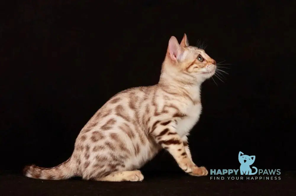 Wednesday Bengal female black spotted tabby pointed live animals